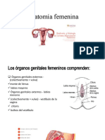 Anatomía Femenina