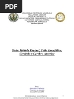 Guia Medula, Tallo, Cerebelo y Cerebro Anterior