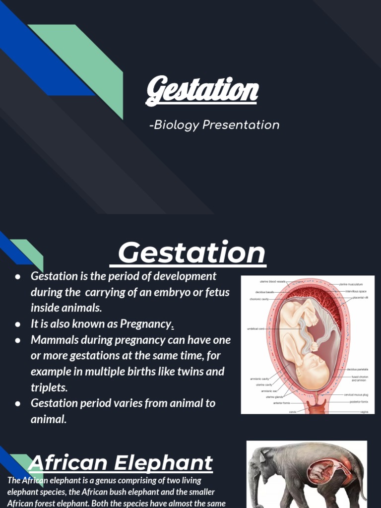 Gestation - Biology Presentation | PDF | Elephant | Giraffe