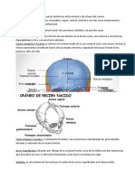 Hueso Del Craneo1