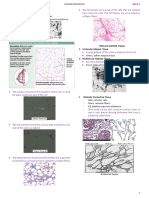 Human Histology 6b Connective Tissue