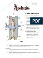 Anatomía