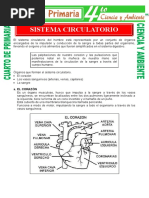 El Aparato Circulatorio para Tercer Grado de Primaria | PDF | Corazón ...