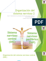 PDF Clase 7 Organización SN y Reflejoscentral