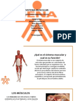 Sistema muscular: funciones y tipos