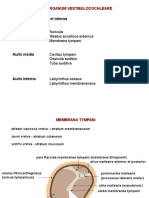 Auris Externa, Media Et Interna: Organum Vestibulocochleare