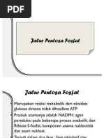 Download Jalur Pentosa Fosfat by Tina Manroe SN57831254 doc pdf