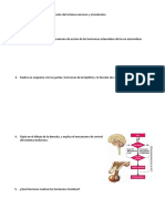 ACTIVIDADES TEMA 11 Sistema Endocrino