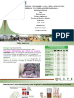 Piel y Mucosas Sistema Respiratorio Sistema Circulatorio y Linfático