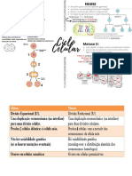 Resumo Ciclo Celular