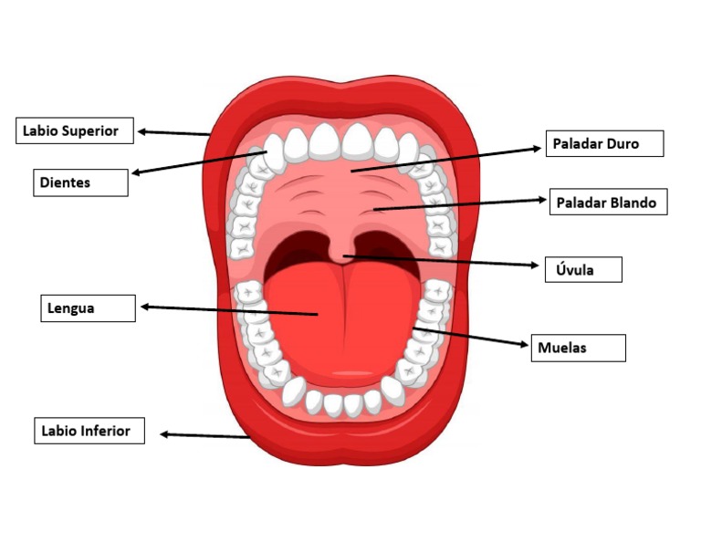 Partes de La Boca PDF