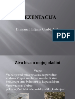 Ziva Bica U Okruzenju