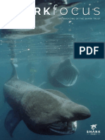 Shark Focus 58 Web