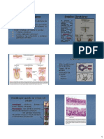 Epitélios Glandulares e suas Classificações
