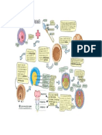 Embriología Imagen