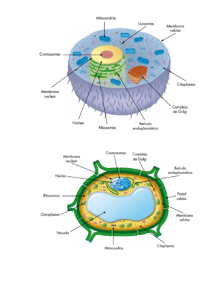 Celula Animal, Vegetal y Procariota | PDF