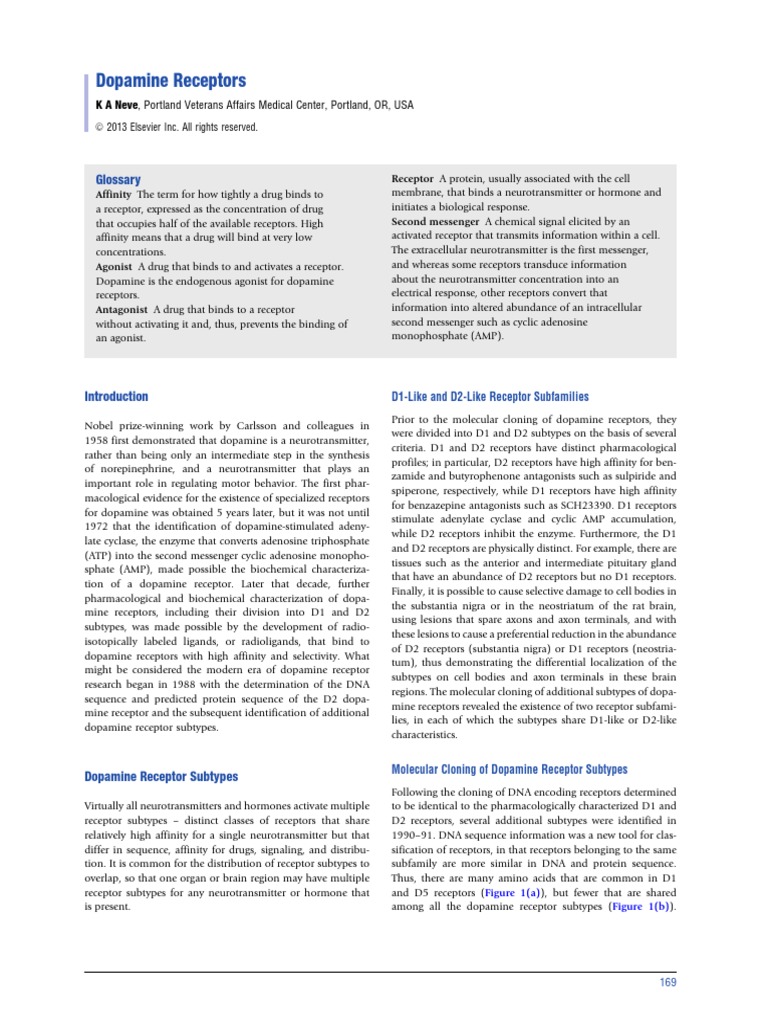 Overview of Dopamine Receptors | PDF | Dopamine | Dopamine Receptor D2