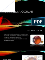 Anatomia Ocular