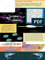 Transcripcion y Traduccion Del Adn