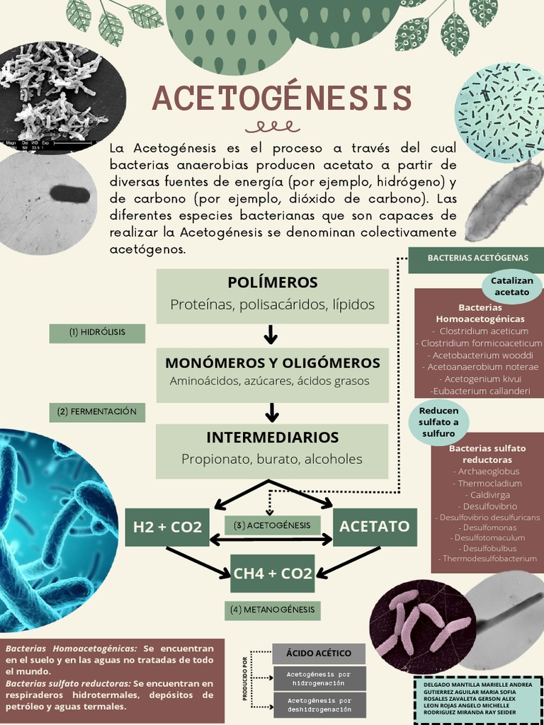 Bacterias Acetogénicas y Acetogénesis | PDF | Las bacterias | Dióxido ...