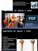 ANATOMIA DE BRAZO Y CODO Seminario Brayan Otero