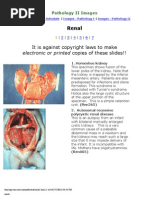 Download Renal - Goljan Slides by Joan Choi SN57865829 doc pdf