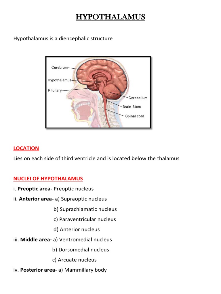 Unlocking The Mysteries Of The Hypothalamus In Ap Psychology - xuf91n3