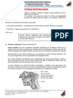 Sistema Respiratorio - Práctica Calificada