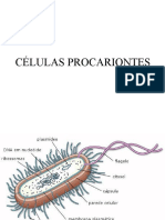 Bactérias Procariontes: Características e Reprodução