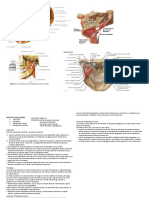 Músculos Masticadores y Mimica
