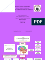 Mapa Conceptual Hipotalamo-Hipofisis