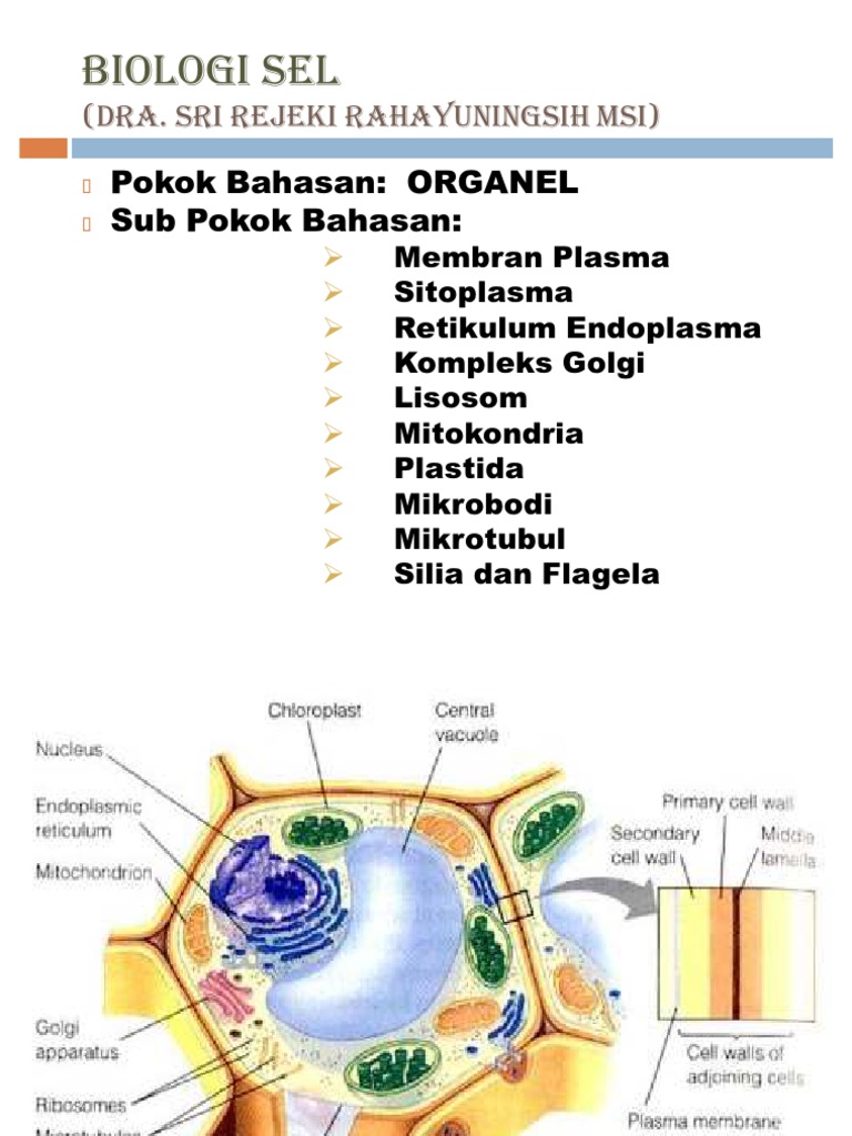  BIOLOGI SEL 