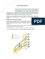 Origen y estructura del plexo braquial