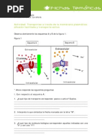 Actividad Transporte de Membrana