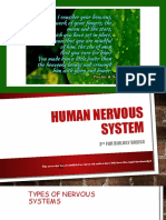 Human Nervous System Basics