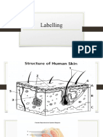 Labelling Review Powerpoint Anpy