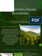 Padurea de Conifere