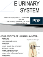 The Urinary System Is Also Known As The "Renal System" The Urinary System Is The Main Excretory System of Body