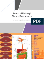 Sistem Pencernaan