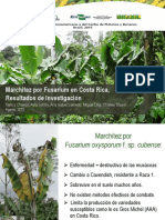 8 N Chaves Marchitez Por Fusarium en Costa Rica