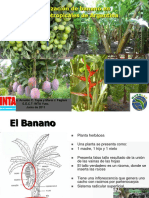 7 AC Tapia Riego y Fertilizacion en Argentina Piura