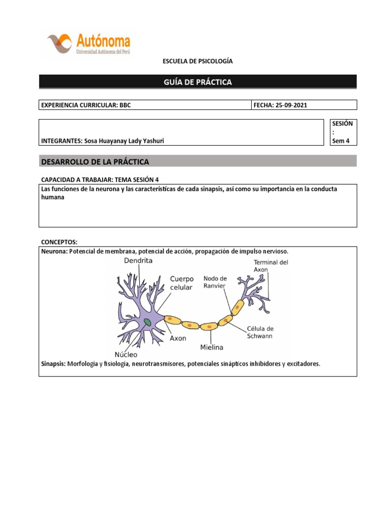Bases biológicas de la conducta humana | PDF | Sinapsis | Neurona