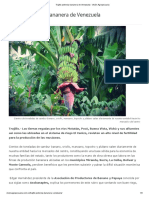 Trujillo Potencia Bananera de Venezuela - Visión Agropecuaria