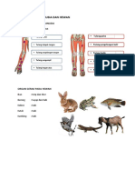 Organ Gerak Manusia Dan Hewan