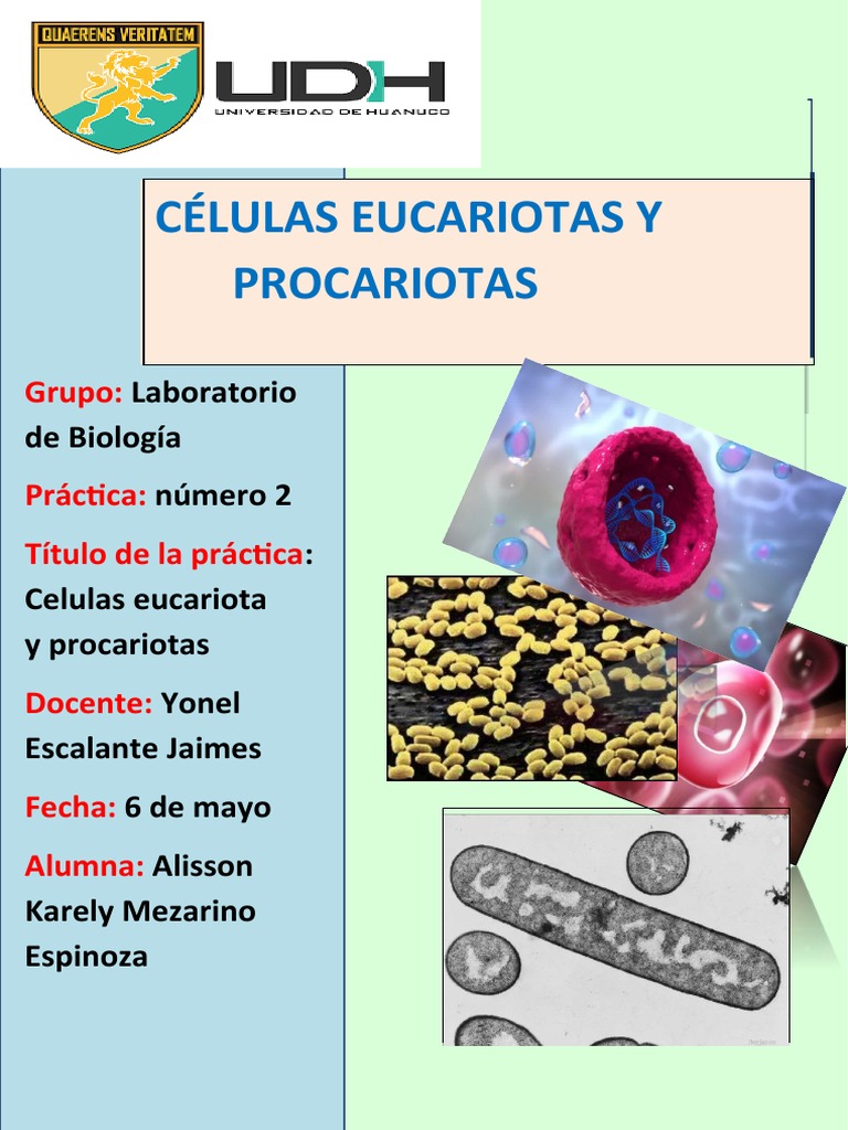 Comparativa Células Eucariotas y Procariotas | PDF | Biología Celular ...