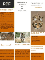 Animais em vias de extinção - Lince 