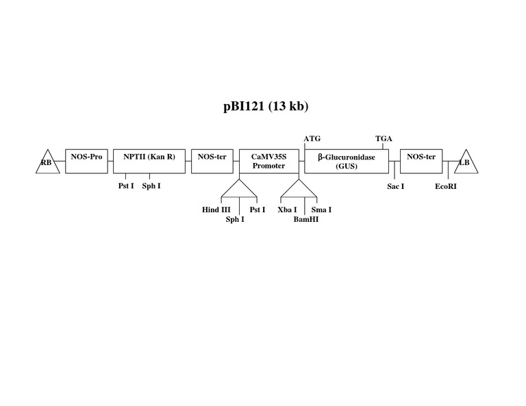 pBI121 Vector Map Overview | PDF