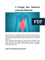 Memahami Fungsi Dan Anatomi Sistem Pencernaan Manusia