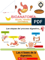 Plantilla PowerPoint Del Estomago