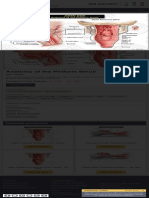 Anatomy of the Piriform Sinus